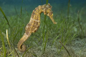 Hippocampus guttulatus (Stredomorský hippocampus)