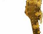 Hippocampus kuda Pozlátený hippocampus