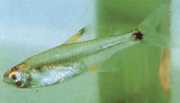 Holoshestes pequira Oranžová škvrna tetra