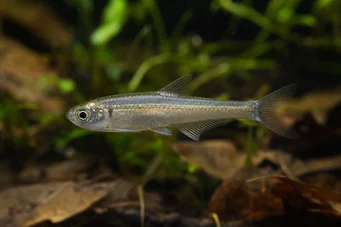 Holoshestes pequira (Oranžová škvrna tetra)