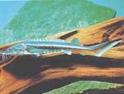 Huso huso Bélouga jeseter