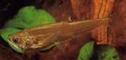 Hydrolycus scomberoides Tetra-loup, chacin-tigre