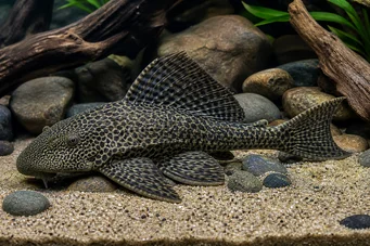Hypostomus grandiosus (Leopard)