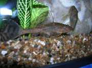 Hypostomus plecostomus Pleco, podložka, sanie