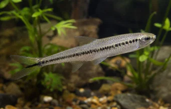 Iguanodectes spilurus (Olej)