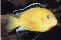 Labidochromis caeruleus žltá