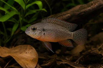 Laetacara dorsigera (Dorsergera)