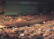 Lampetra fluviatilis Fluviálna lampa