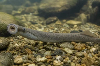 Lampetra fluviatilis (Fluviálna lampa)