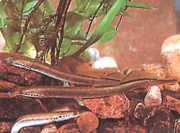 Lampetra planeri Plášť