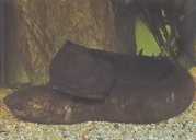 Lepidosiren paradoxa Južná Amerika Lepidosi...