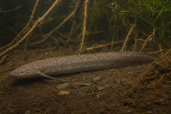 Lepidosiren paradoxa Južná Amerika Lepidosirène