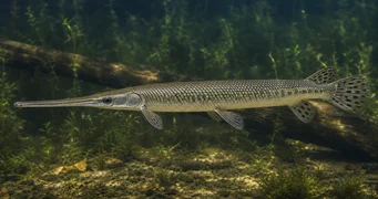 Lepisosteus osseus Krokodíl