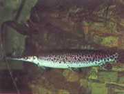 Lepisosteus platostomus Náhorná plošina