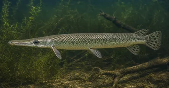 Lepisosteus platostomus Náhorná plošina