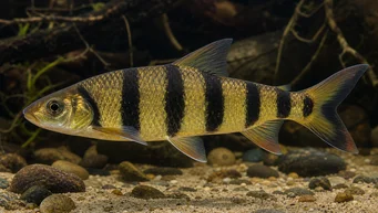 Leporinus fasciatus fasciatus (Leporinus s čiernymi pásmi)