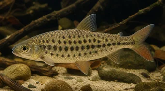 Leporinus maculatus (Bodkovaný Leporinus)