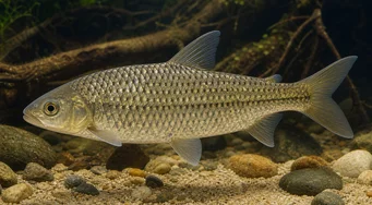 Leporinus megalepis (Leporinus s veľkými mierkami)