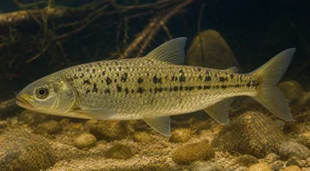 Leporinus moralesi (Lepenka)