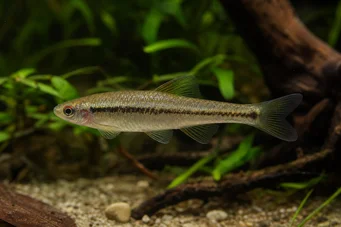 Lilius sp Limulácia