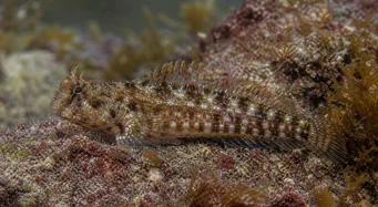 Lipophrys pholis Bežný