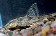 Loricaria parva Lorica