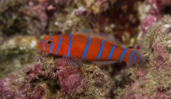 Lythrypnus dalli (Katalina)