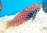 Macropharyngodon bipartitus Žlčník