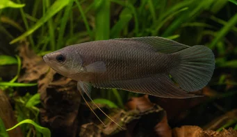 Macropodus concolor Čierny makropod