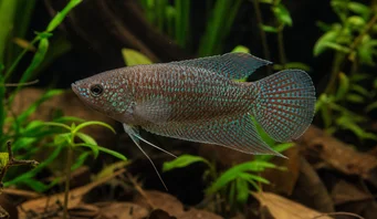 Macropodus cupanus Rybárske ryby z hnedého chvosta