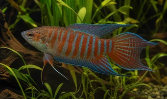 Macropodus opercularis Raj