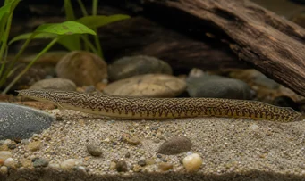 Mastacembelus armatus Obrovská chrbtica