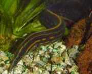 Mastacembelus erythrotaenia Oheň Pointe Anguille