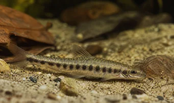 Melanocharacidium dispilomma Melanochacidium disilomma