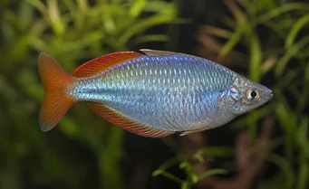 Melanotaenia splendida Cap York Dúhová ryba