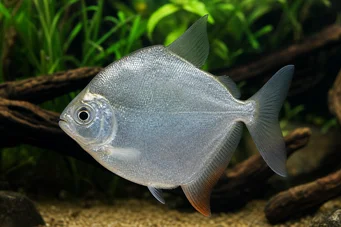 Metynnis hypsauchen Métynnis s veľkými hlavami