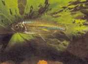 Micralestes acutidens Africká tetra s ostrými zubami