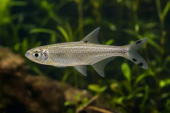 Micralestes acutidens Africká tetra s ostrými zubami