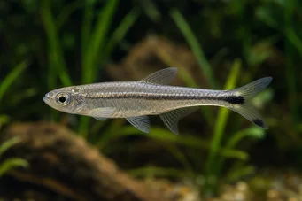 Micralestes elongatus Zúžená africká tetra