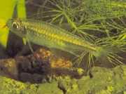 Micralestes humilis Africká tetra s červenými plutvami