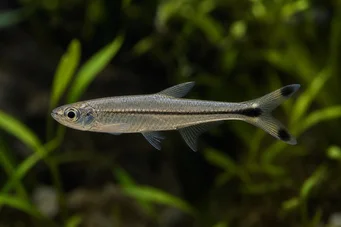 Micralestes humilis Africká tetra s červenými plutvami