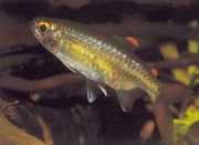 Micralestes occidentalis Západoafrická tetra