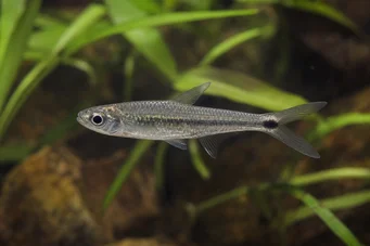 Micralestes occidentalis Západoafrická tetra