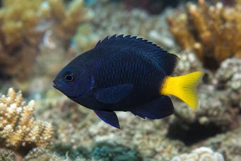 Microspathodon chrysurus Žlté šperky
