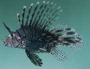 Milles de pterois Škorpión