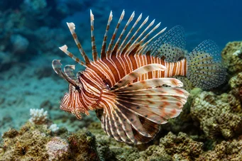Milles de pterois Škorpión