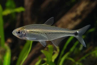 Mimagoniates lateralis Tetra-glande s zakázanými stranami