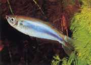 Mimagoniates microlepis Malé stupnice Tetra-Barberos