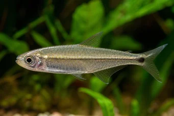 Mimagoniates microlepis Malé stupnice Tetra-Barberos