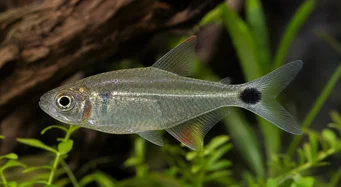 Moenkhausia oligolepis Moenkhausia s červenými očami